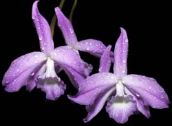 laelia_fidelensis2_cd