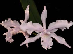 laelia_lobata_rosea_cd