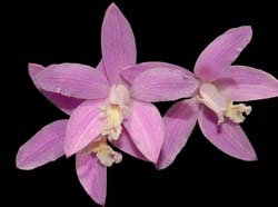 laelia_longipes_ws_cd