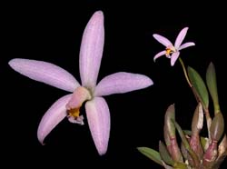 laelia_lucasiana2_cd