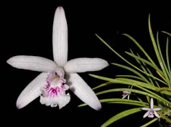 laelia_lundii_cd