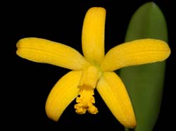 laelia_macrobulbosa_WS_cd