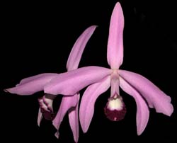 laelia_perrinii2_cd