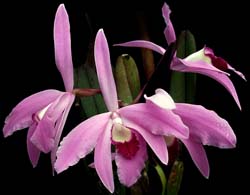 laelia_perrinii_cd