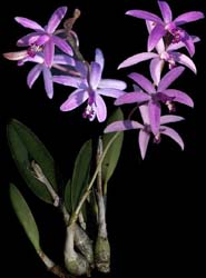 laelia_pfisteri_cd