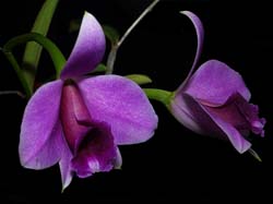 laelia_praestans2_cd