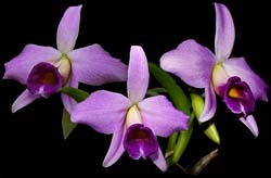 laelia_praestans_cd