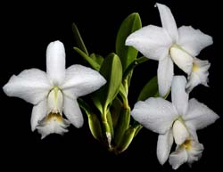 laelia_pumila_alba_cd