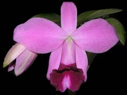 laelia_pumila_ws_cd