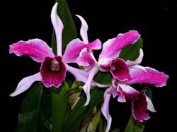 laelia_purpurata_2_cd