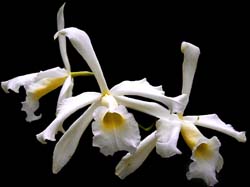 laelia_purpurata_alba1_cd