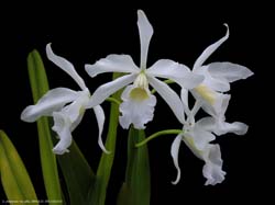 laelia_purpurata_alba3_cd