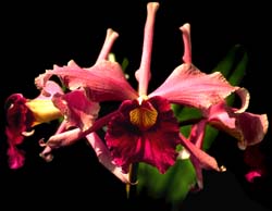 laelia_purpurata_atropurpurea