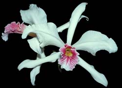 laelia_purpurata_carnea2_cd