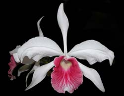 laelia_purpurata_carnea3_cd