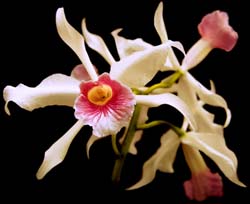 laelia_purpurata_carnea_cd