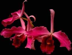 laelia_purpurata_flammea_cd