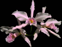 laelia_purpurata_roseo-concolor_cd