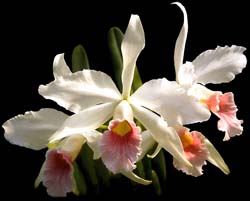 laelia_purpurata_russeliana_cd