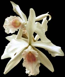 laelia_purpurata_russeliana_delicata2_cd