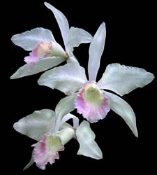 laelia_purpurata_russeliana_mandayana_cd