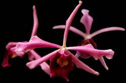 laelia_purpurata_sanguinea_cd