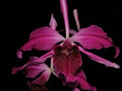 laelia_purpurata_sanguinea_mentzii2_cd