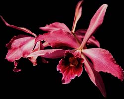 laelia_purpurata_sanguinea_mentzii_cd