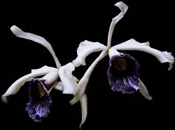 laelia_purpurata_schusteriana_cd