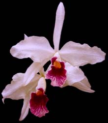 laelia_purpurata_semialba soxovioletta