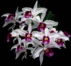 laelia_purpurata_semialba_1_cd