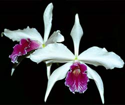 laelia_purpurata_semialba_2_cd