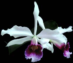 laelia_purpurata_semialba_3_cd