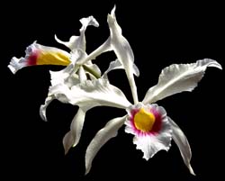 laelia_purpurata_semialba_anelata_cd