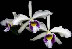 laelia_purpurata_semialba_oculata2_cd