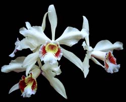 laelia_purpurata_semialba_oculatak_cd