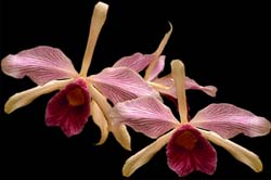 laelia_purpurata_striata_cd