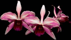 laelia_purpurata_venosa_cd