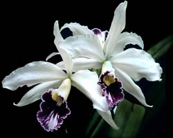 laelia_purpurata_werkhäuseri_cd