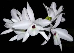 laelia_rubescens_alba_cd