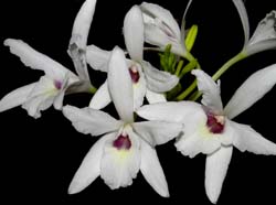 laelia_rubescens_alba_ws_cd