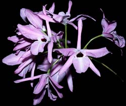 laelia_rubescens_cd