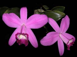 laelia_sincorana2_cd