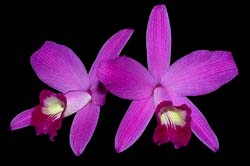 laelia_sincorana_cd