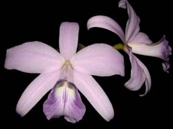 laelia_sincorana_coerulea_cd