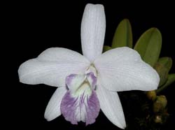 laelia_sincorana_coerulea_ws_cd