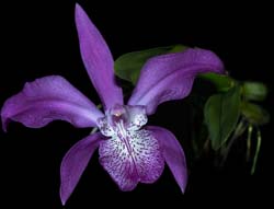 laelia_speciosa