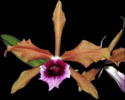 laelia_tenebrosa_cd