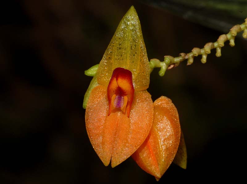 Lepanthes_menatoi_ws_cd