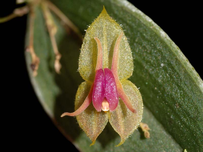 Lepanthes_meniscophora_ws_cd